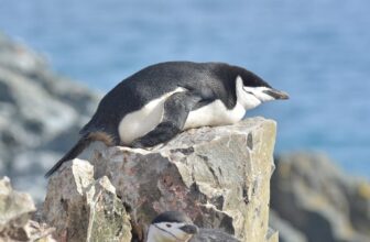 These Penguins Nap 1000’s of Occasions Per D...