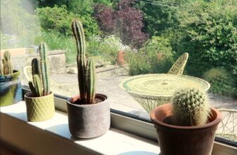 I Ordered Vegetation from Hortology: Right here Ar...