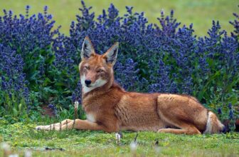 Decide the Finest Picture in This Nature Images Co...