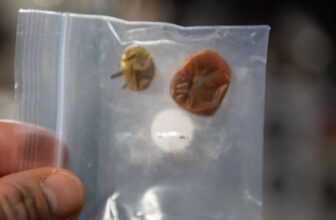 We Lastly Noticed That Lacking Area Tomato and Wan...