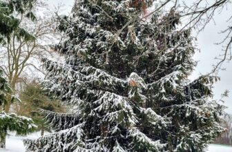 Merry Christmas 2023 – Barefeet within the K...