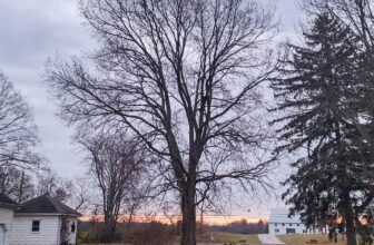 The Little Issues Publication #394 – Life, l...