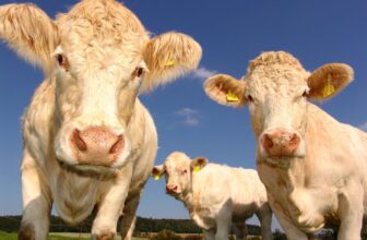 Good Farming for More healthy Herds: FarmPro’s F...