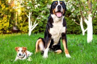 Small Canine Vs Huge Canine: Which Are Extra Unhea...