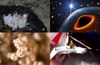 Deep Sea ROV Encounters Unknown Octopus Species an...