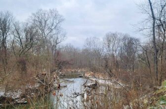 The Little Issues Publication #398 – Life, l...