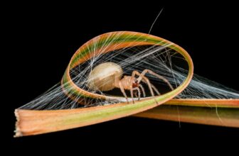 See Nature Method Up-Shut in These Award-Successfu...