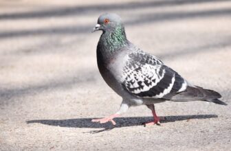 Pigeon Suspected of Being Chinese language Spy Lau...