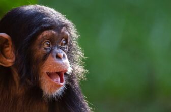 Who Else Remembers the Nice Ape Escape of 2019?