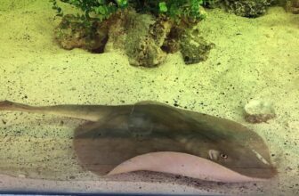 I Love Charlotte, the Pregnant Stingray Who’...