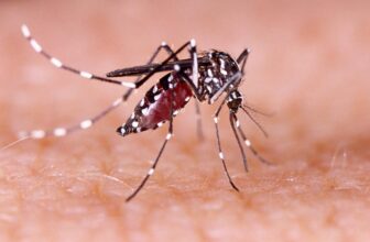 A New Model of Dengue Is Plaguing Florida: ‘...