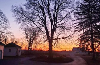 The Little Issues Publication #403 – Life, l...