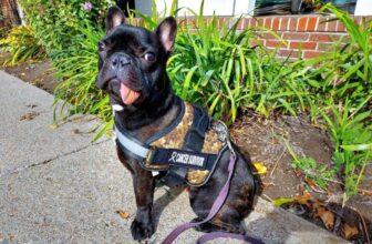 In a Medical First, a French Bulldog Pet Spontaneo...