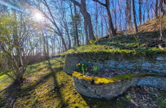 The Little Issues E-newsletter #409 – Life, ...